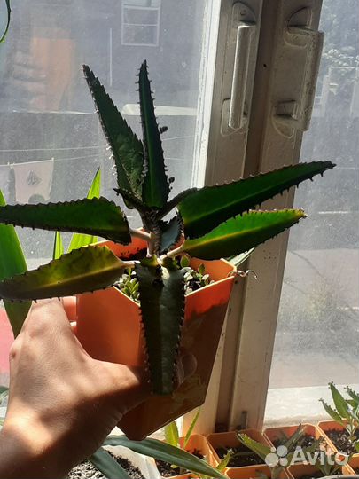 Каланхоэ перистое лечебное