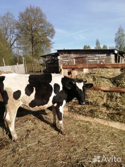 Нетель бычок