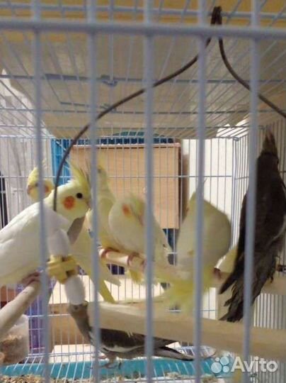 Попугай корелла. Птенцы