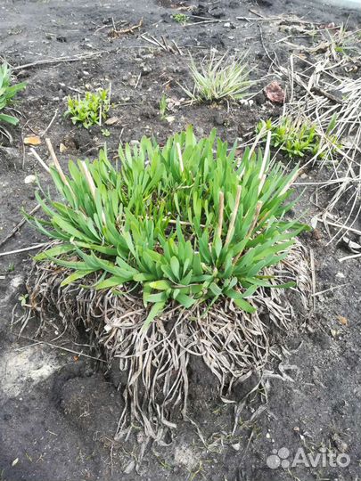 Растение лук-слезун