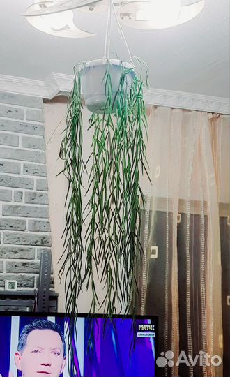 Хойя Линеарис