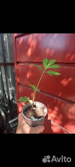 Рудбеккия Золотые шары