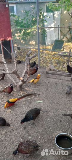 Фазаны и павлины