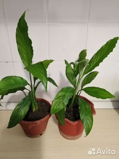 Спатифиллум