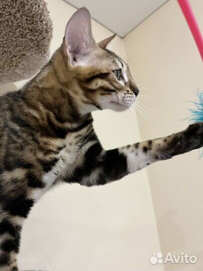 Бенгальская девочка