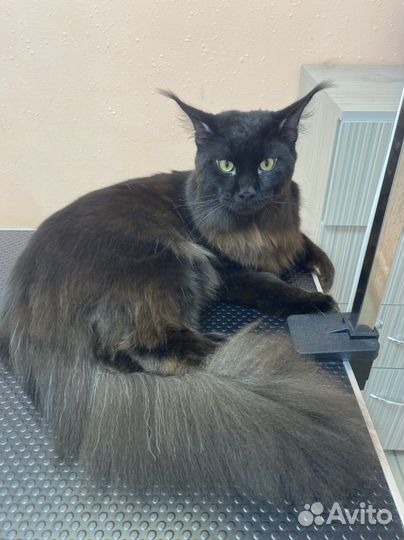 Грумер стрижка собак