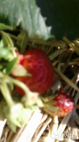 Рассада-Лакомка(сладкая)