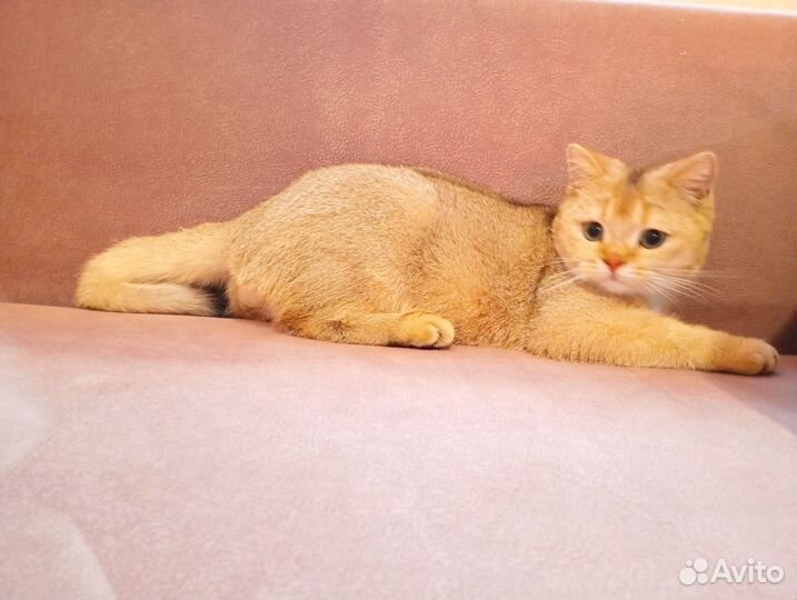 Шотландский котенок шоколадное золото