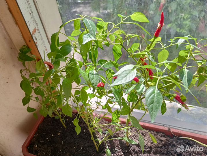Перец острый Чили