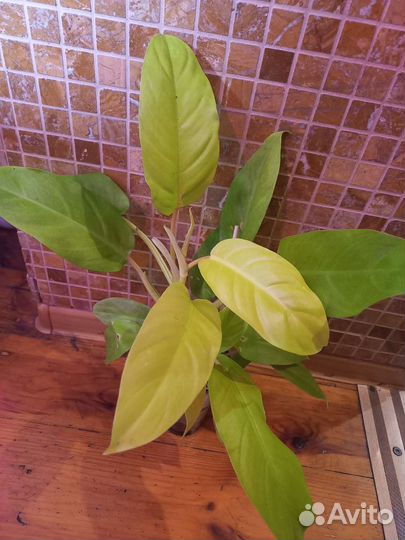 Домашние цветы 6