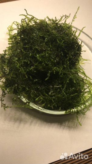 Мох рождественский