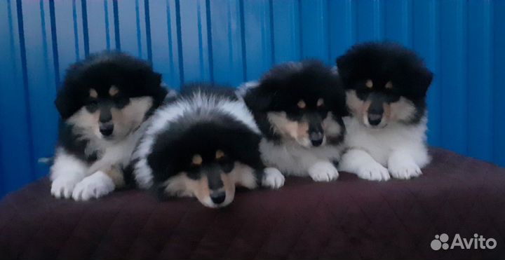 Колли дети