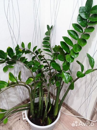 Замиокулькас долларовое дерево