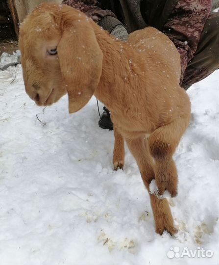 Козочка нубо калахари