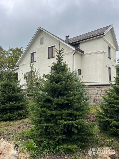 Ель голубая