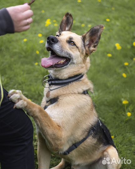 Собака ищет дом