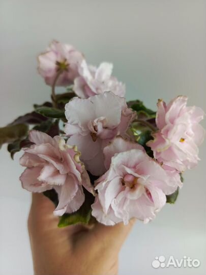 Детки сортовых фиалок