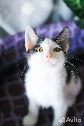 Девочка 3 мес в добрые руки