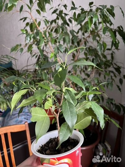 Бенджамина