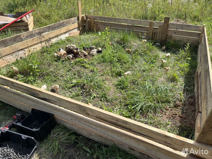 Куры Цыплята