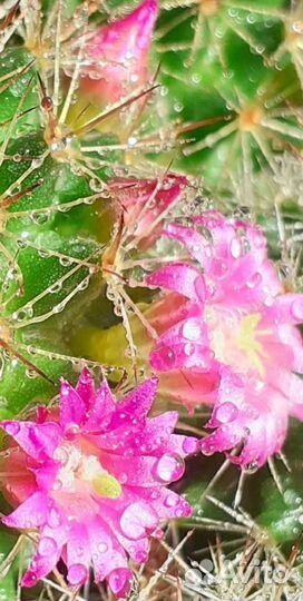 Кактус Мамилярия 2 вида. Цветёт