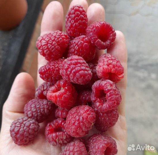 Малина ягоды свежая