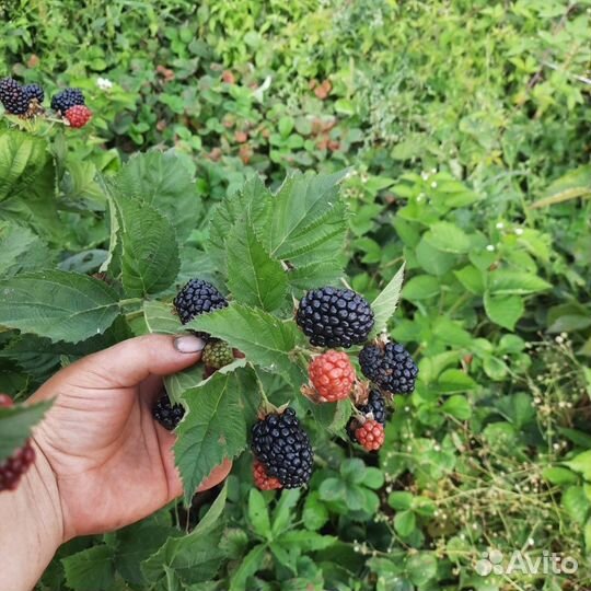 Саженцы ежевики и ежемалины