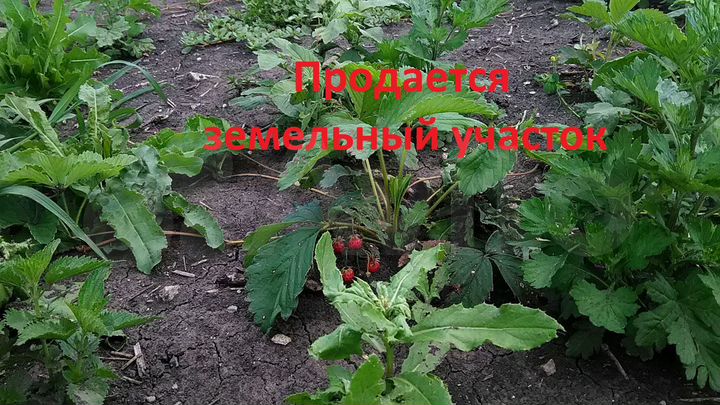 Участок 15 сот. (ИЖС)