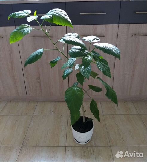 Гибискус цветущая китайская роза