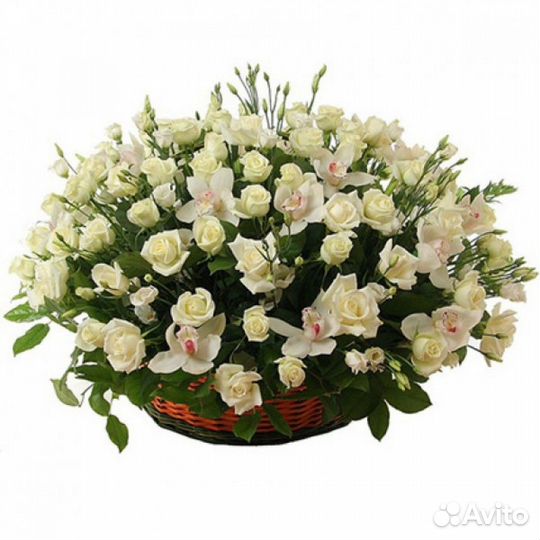 Роза 25 Роза 31 Роза 51 ароматная Роза