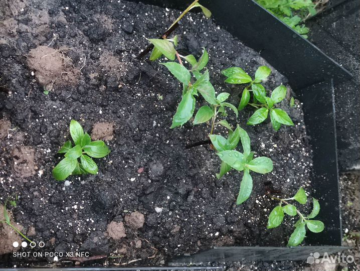 Гортензия метельчатая