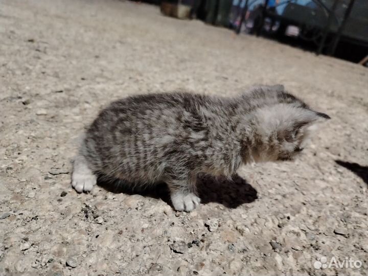 Котята в добрые руки