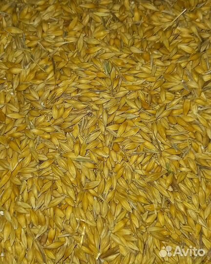 Продам ячмень