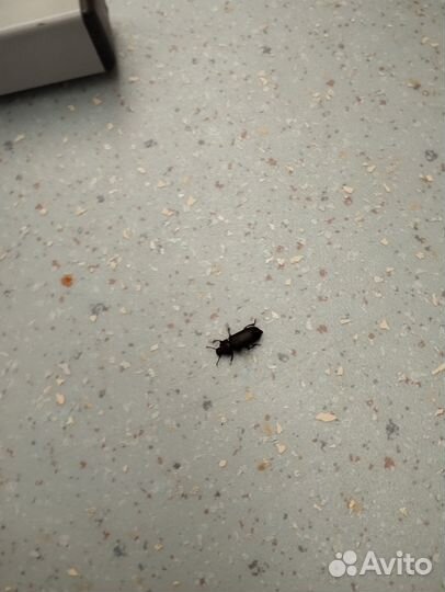 Жук красивый