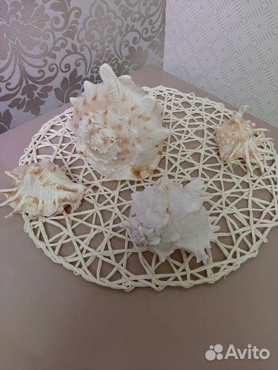 Морские ракушки