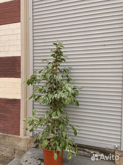 Бенджамина фикус