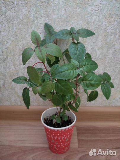 Фуксии кустовые