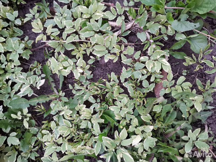 Лилейник, сныть пестролистная