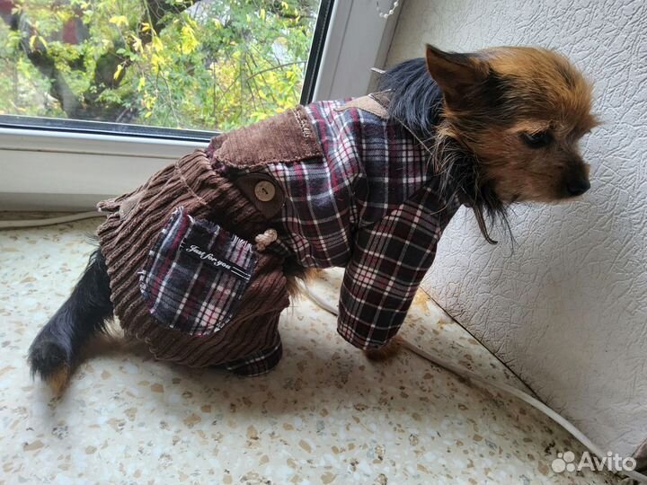 Одежда для собак