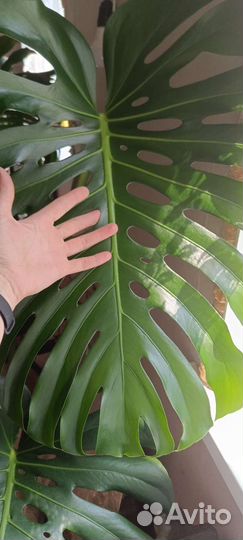 Монстера огромная