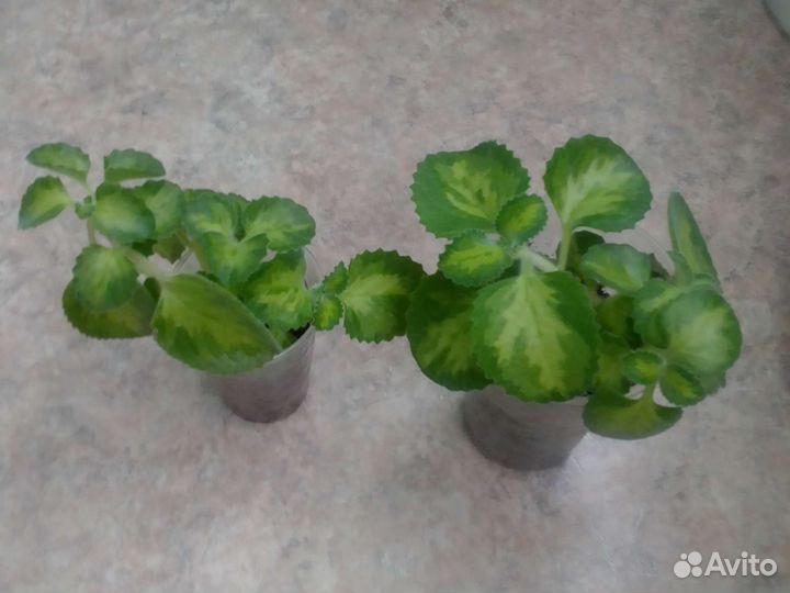 Мята комнатная