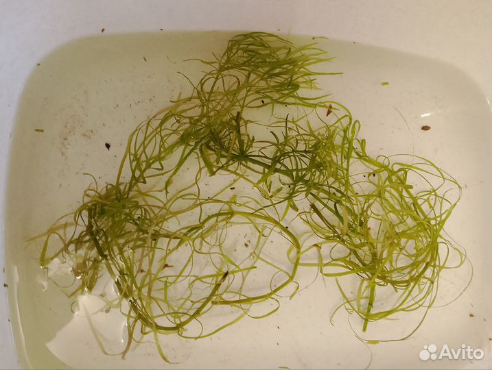 Аквариумное растение