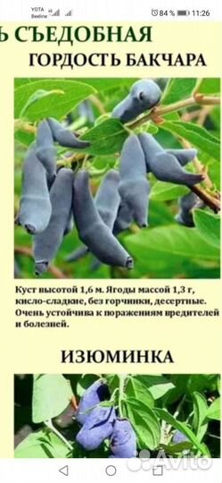 Продам саженцы жимолости