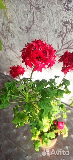 Комнатные растения цветы