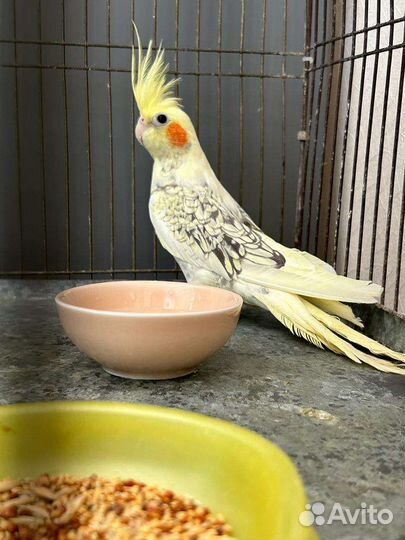 Попугай корелла мальчик