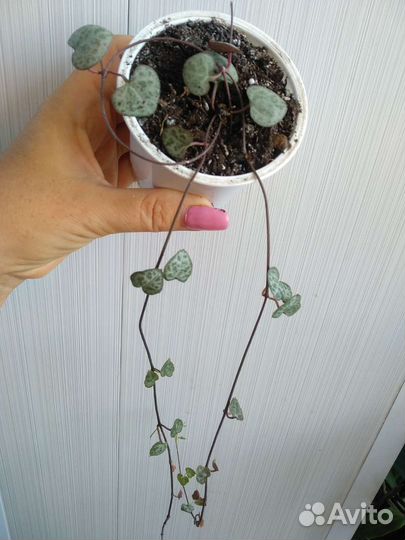 Эухарис амазонская лилия, и другие