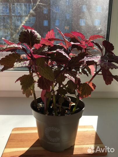 Колеусы вегетативные