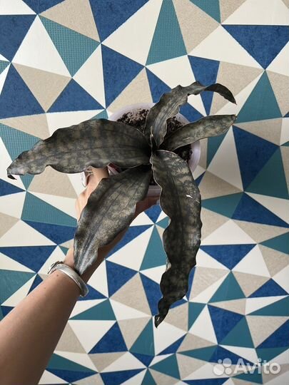 Сансивиерия сортовая