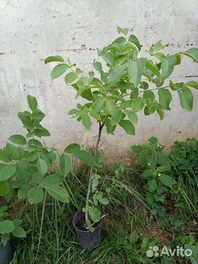 Саженцы грецкого ореха идеал