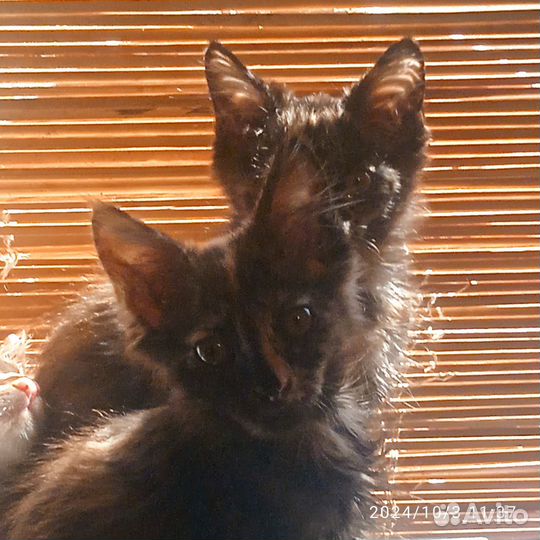 Кунята- Мейкунята